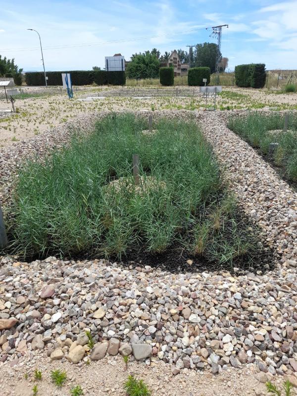 Wetlands vegetation grows at a good rate